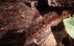 Stemonitopsis typhina