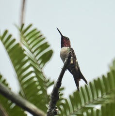 Calliphlox amethystina