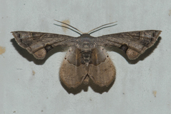 Phazaca theclata