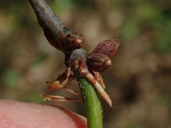 Callirhytis rugulosa
