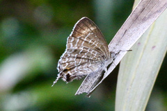 Theclinesthes miskini