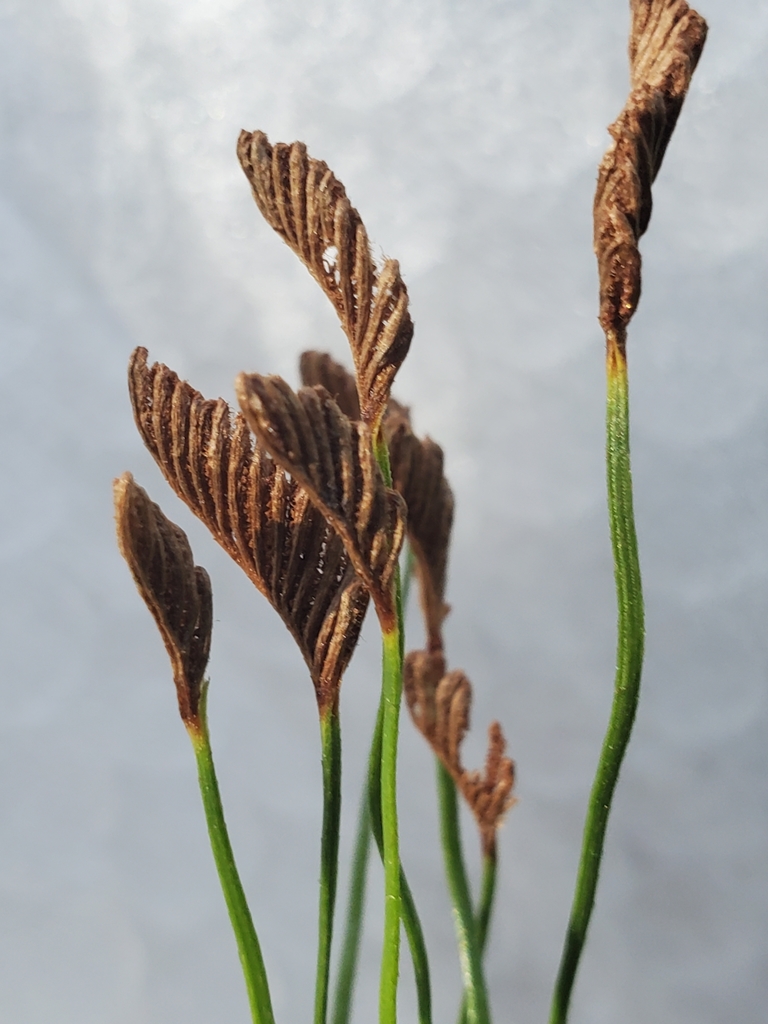 Forked Comb Fern