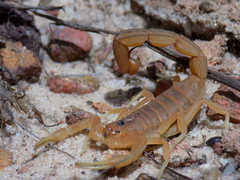 Jaguajir rochae