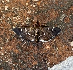 Diathrausta reconditalis