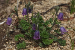 Pulsatilla campanella