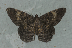 Amblychia hymenaria