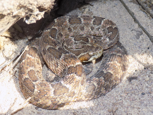 Photo of a Caatinga Lancehead (Bothrops erythromelas)