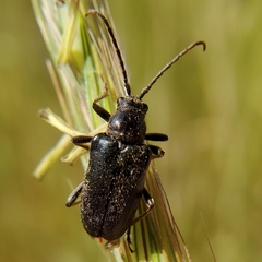 Cortodera