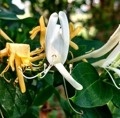 Lonicera japonica
