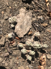 Psilocarphus brevissimus