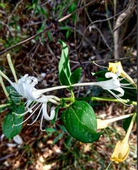Lonicera japonica