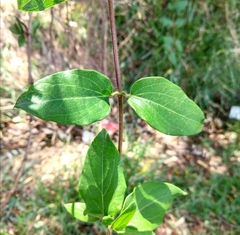 Lonicera japonica
