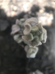 Psilocarphus brevissimus