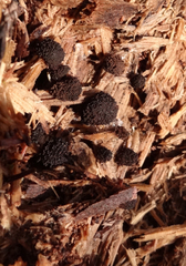 Symphytocarpus syncarpus