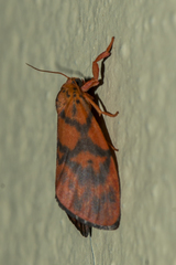 Integrivalvia exclusa