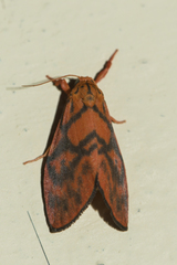 Integrivalvia exclusa