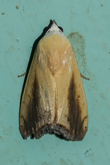 Xanthodes intersepta