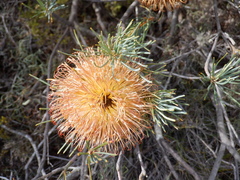 Banksia sphaerocarpa