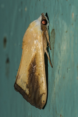 Xanthodes intersepta