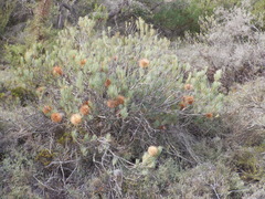 Banksia sphaerocarpa
