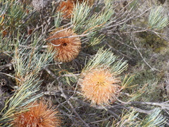 Banksia sphaerocarpa