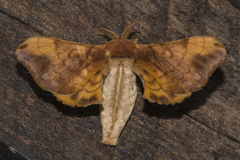 Bombycidae