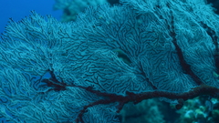 Melithaea ochracea