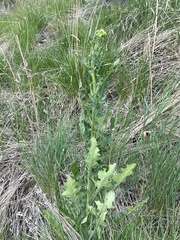 Brassicaceae