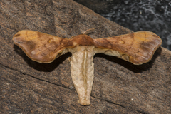Bombycidae