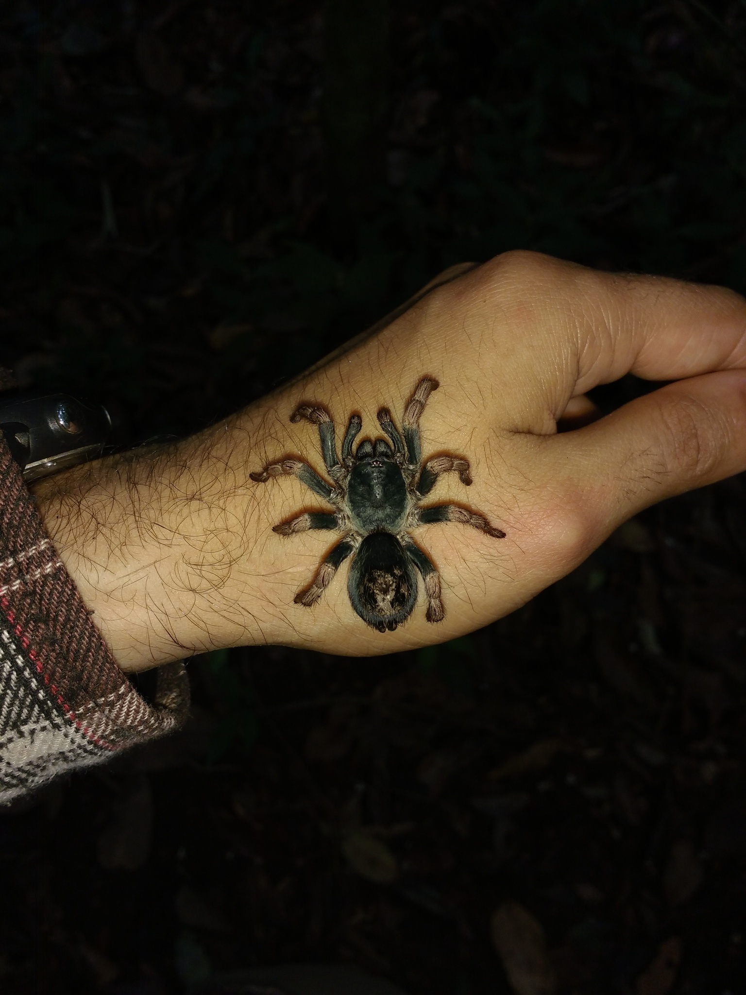 Kochiana brunnipes-Dwarf Pink Leg