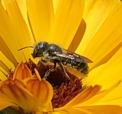 Osmia georgica