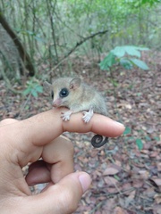 Marmosa murina