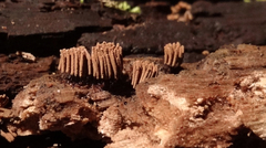 Stemonitis virginiensis