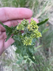 Brassicaceae