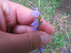 Lobelia gattingeri