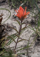 Castilleja purpurea