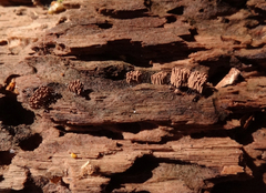 Stemonitis virginiensis