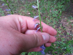 Lobelia gattingeri