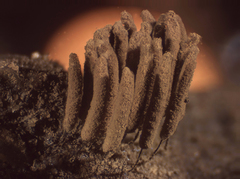 Stemonitis virginiensis