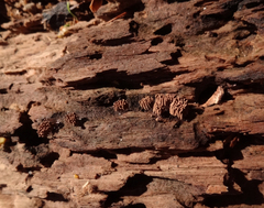 Stemonitis virginiensis