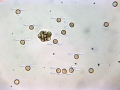 Stemonitis virginiensis