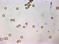 Stemonitis virginiensis