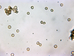 Stemonitis virginiensis