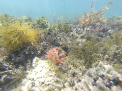 Nectocarcinus integrifrons