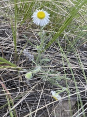 Erigeron pumilus