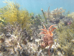 Nectocarcinus integrifrons