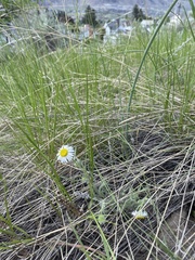 Erigeron pumilus