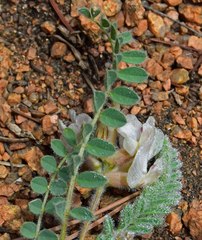 Astragalus parryi