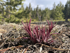 Castilleja hirsuta