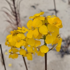 Erysimum teretifolium